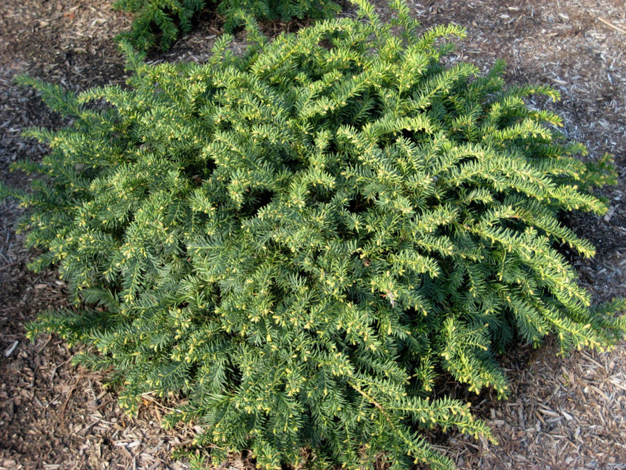taxus bac. repandens landscape.jpg