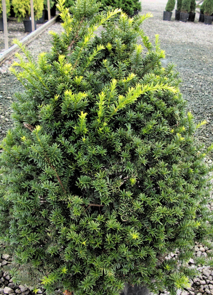 taxus captain.jpg