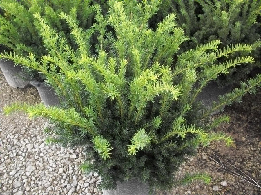 taxus densiformis.jpg