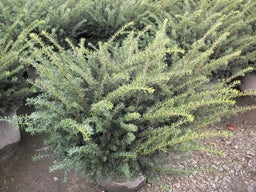 taxus everlow.jpg