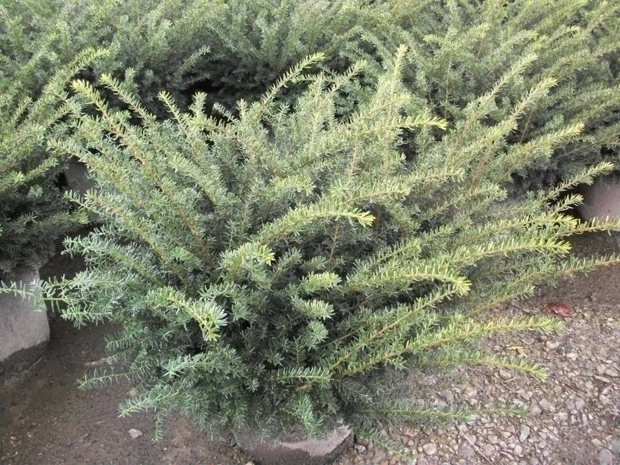taxus everlow.jpg