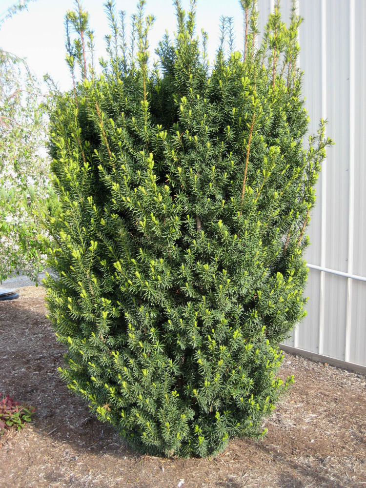 taxus hicksi landscape.jpg