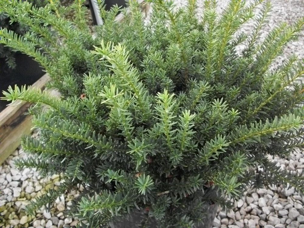 taxus wardi.jpg