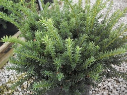 taxus wardi.jpg