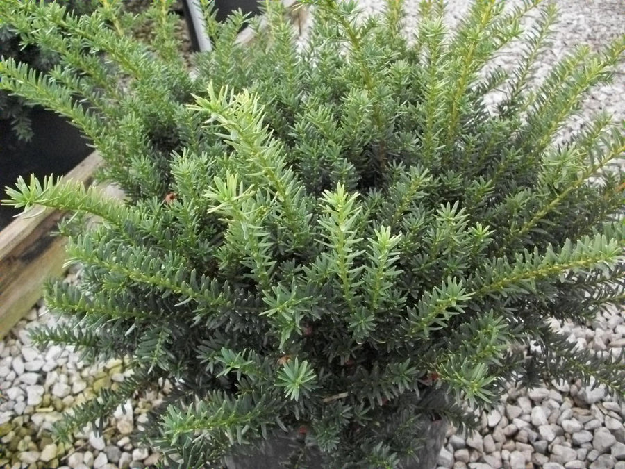 taxus wardi.jpg