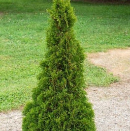 thuja-Emerald_Petite.jpg