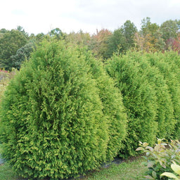 thuja-cheer-drops-1.jpg