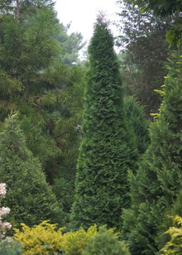 thuja-northpole.jpg