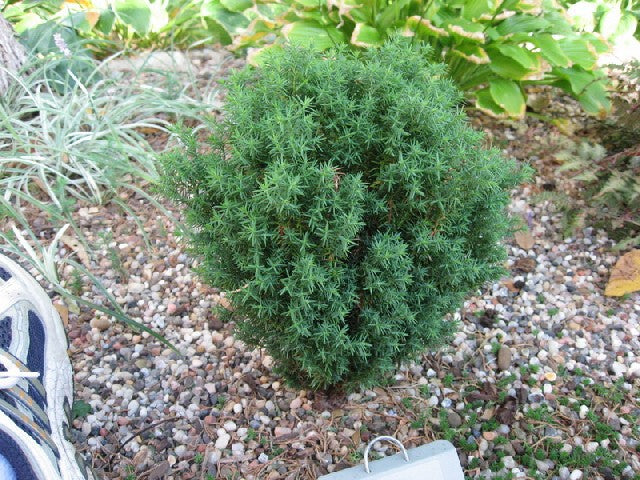 thuja-occidentalis-teddy-steg-oct-06-cccd.jpg