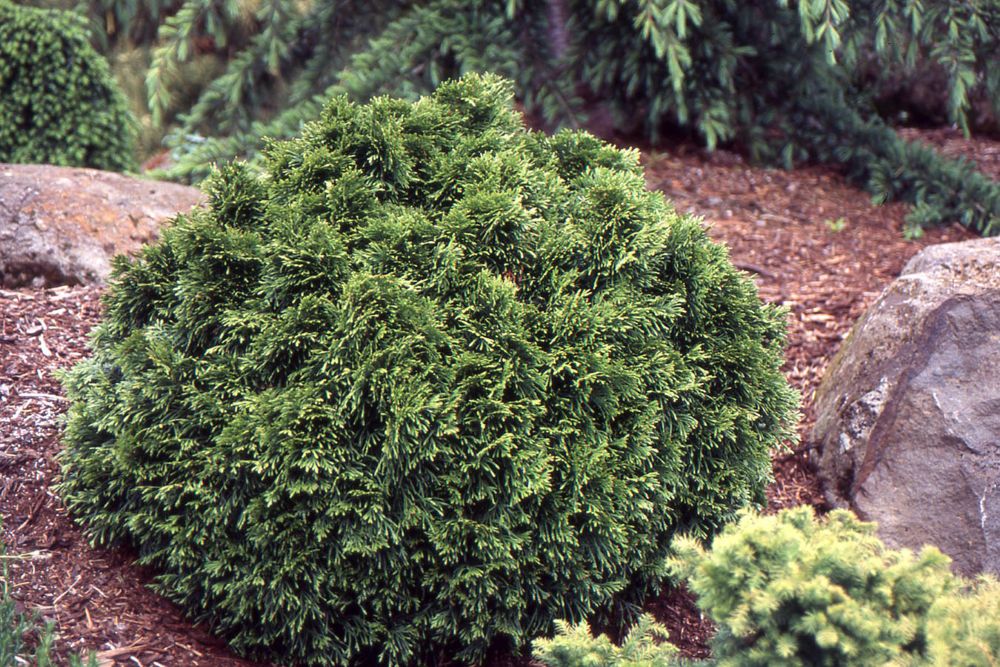 thuja-plicata-grunekugel-ccosu.jpg