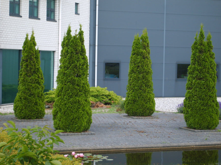 thuja-smaragd.JPG