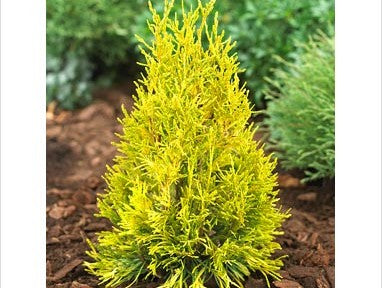 thuja_4ever_Goldy[1].jpg