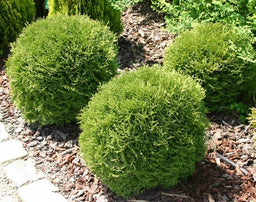 thuja_danica[1].jpg