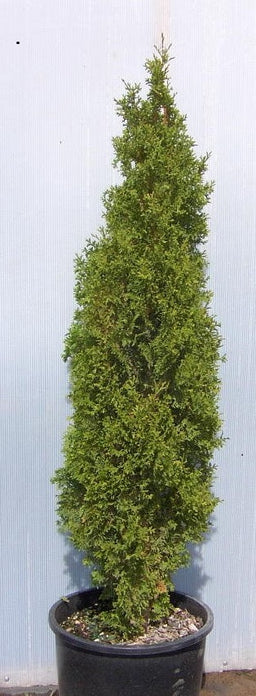 thuja_degroots_spire[2].jpg