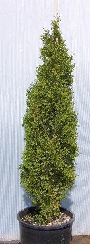 thuja_degroots_spire[2].jpg