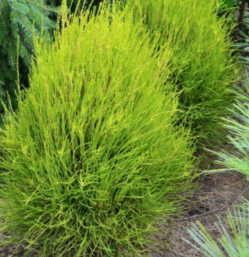 thuja_franky_boy.jpg