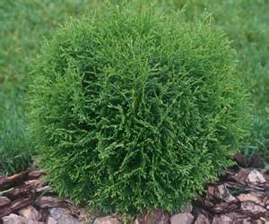 thuja_hetz_midget[1].jpg