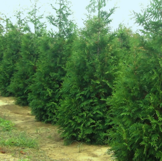 thuja_junior_giant_.jpg