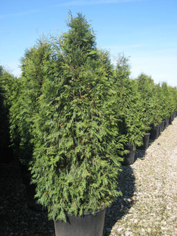 thuja nigra 11-6-09 159.jpg