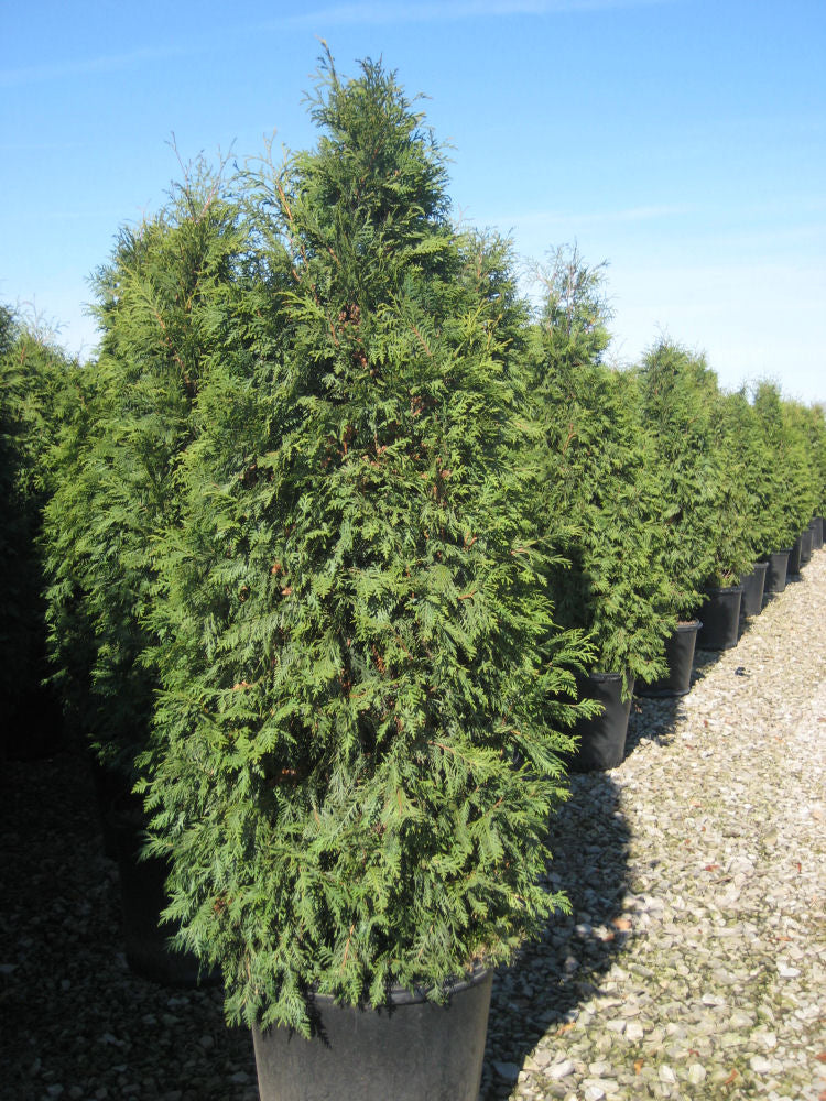 thuja nigra 11-6-09 159.jpg