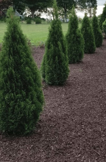thuja occ emerald squeeze2.jpg