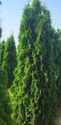 thuja occ thin man2.jpg