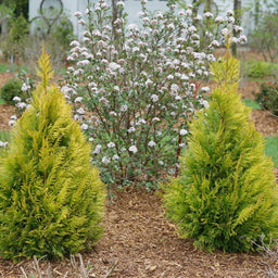 thuja p fluffy.jpg