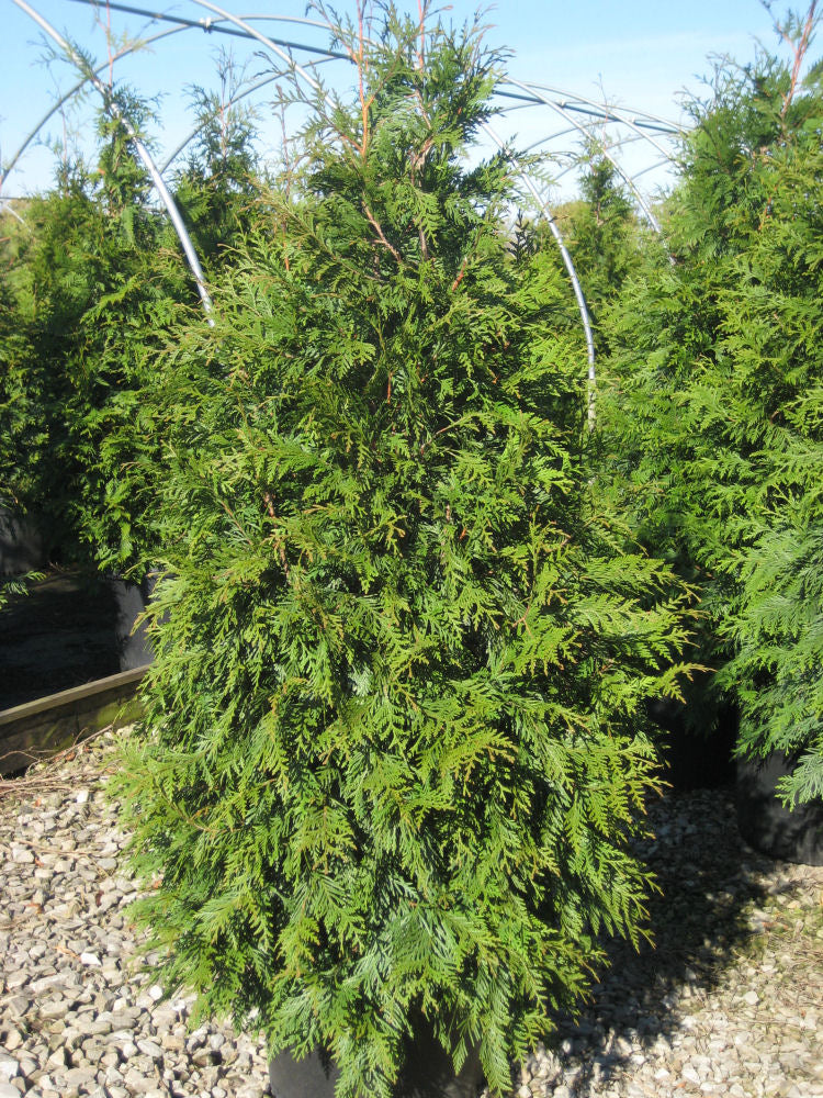 thuja plic green giant.jpg