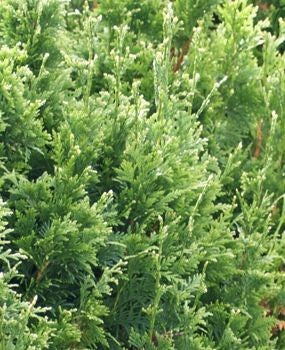 thuja_plicata_can_can[1].jpg