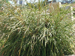 thuja_plicata_whipcord[1].jpg