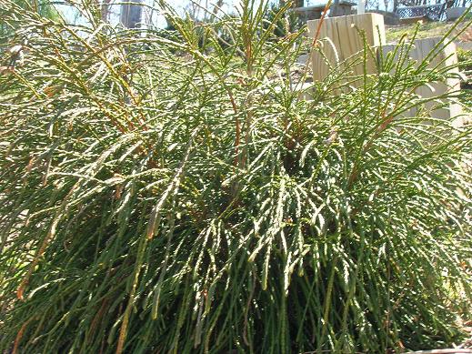 thuja_plicata_whipcord[1].jpg