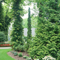 thuja_sting_dsc00820.jpg