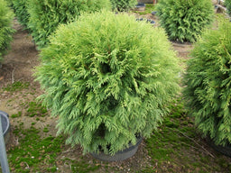 thuja woowardi.jpg
