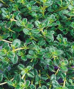 thymus pseudolanginous wooly.jpg