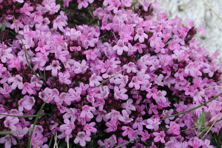 thymus_serpyllum_coccineus[1].jpg