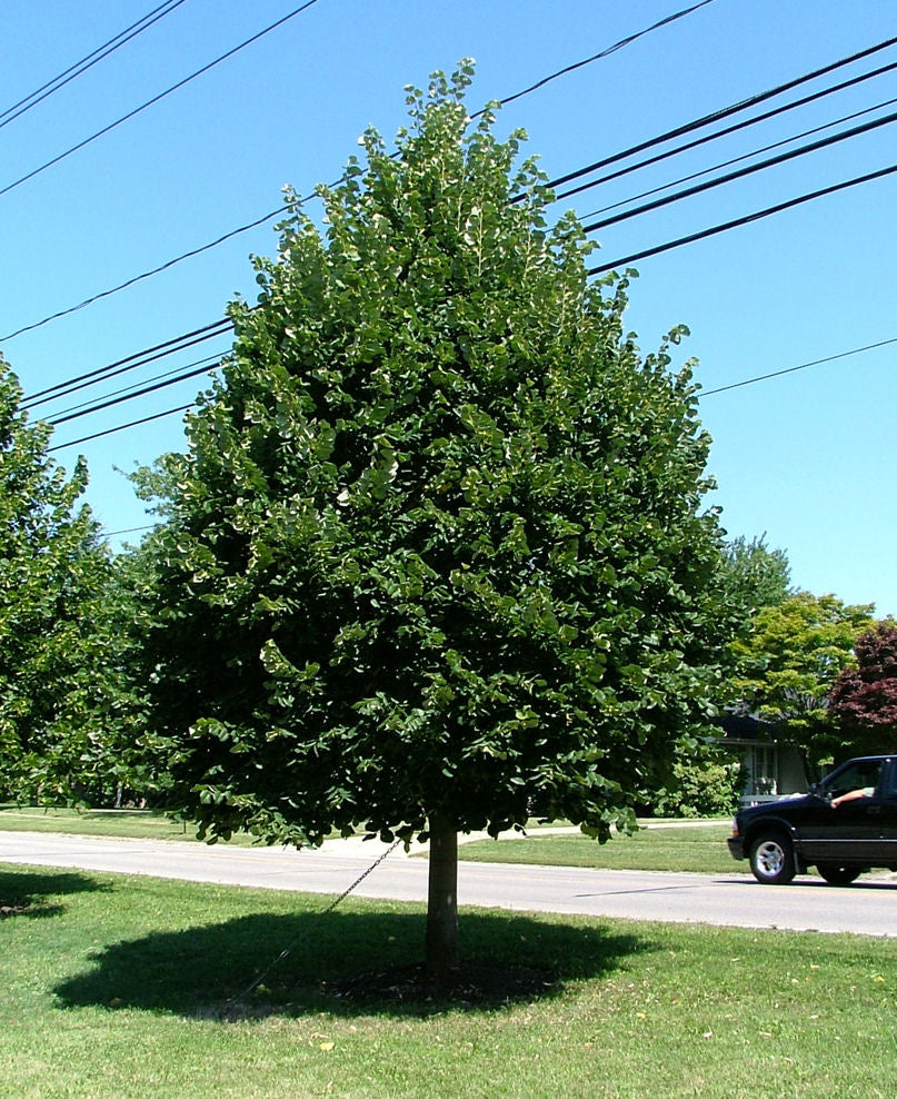 tilia cordata GREENSPIRE.jpg