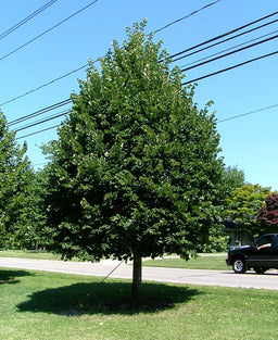 tilia cordata GREENSPIRE.jpg