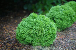 tiny_tot_arborvitae_3.jpg