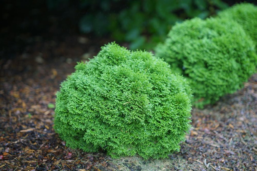 tiny_tot_arborvitae_3.jpg