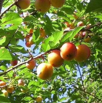 toka-plum.jpg