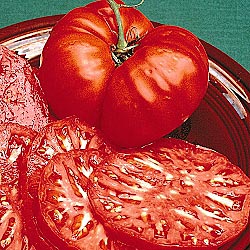 tomato%20brandywine[1].jpg