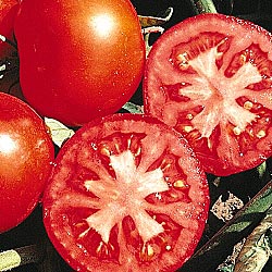 tomato%20early%20girl[1].jpg