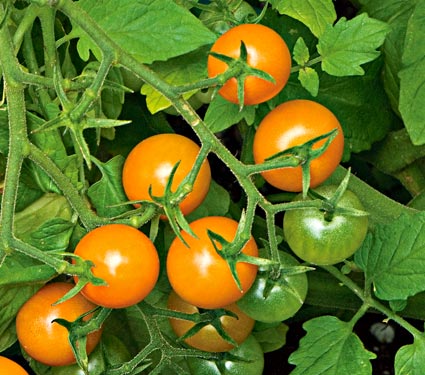 tomato%20sun%20gold[1].jpg