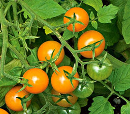 tomato%20sun%20gold[1].jpg