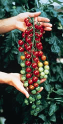 tomato_sweet%20100[1].jpg