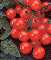 tomatoe%20husky%20cherry%20red[1].jpg
