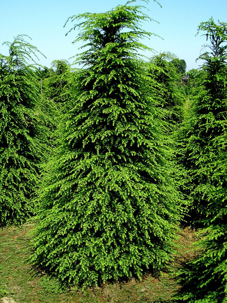 tsuga canadensis.jpg