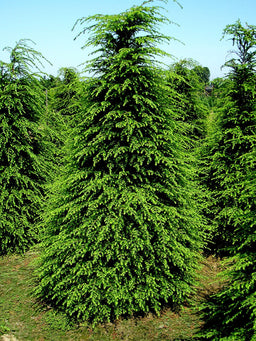 tsuga canadensis.jpg