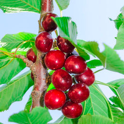 tulare cherry.jpg
