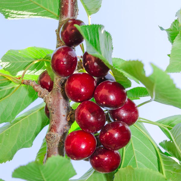 tulare cherry.jpg